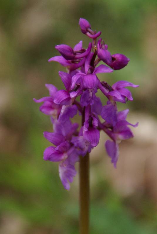 Unser Orchideenpark Bild Nr.013